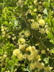 Acacia littorea