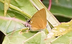 Pseudotajuria donatana