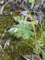 Stylidium lowrieanum