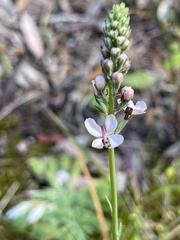 Stylidium lowrieanum
