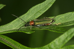 Anogcodes seladonius