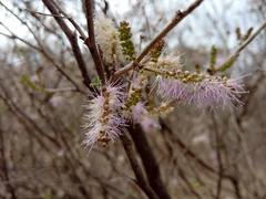 Mimosa distachya