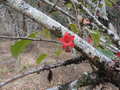 Brachychiton bidwillii