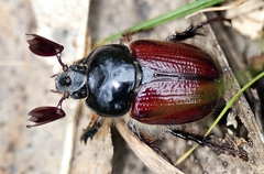 Corynophyllus fortnumi