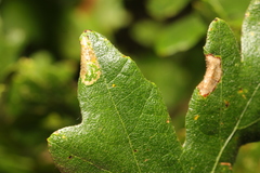 Phyllonorycter messaniella