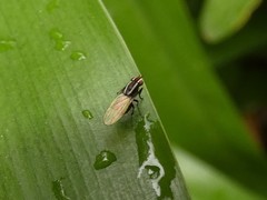 Poecilohetaerus aquilus