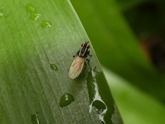 Poecilohetaerus aquilus