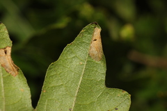 Phyllonorycter messaniella