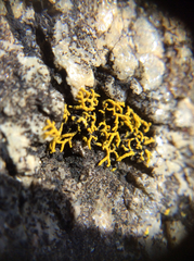 Polycauliona coralloides