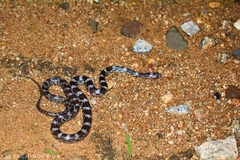 Deccan Wolf Snake photo 1
