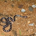Deccan Wolf Snake - Photo (c) sachingowda, some rights reserved (CC BY-NC)