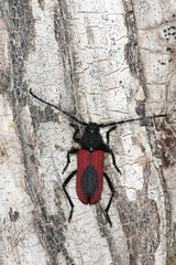 Purpuricenus kaehleri