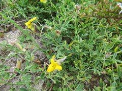 Crotalaria excisa