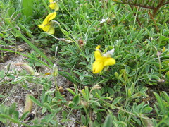 Crotalaria excisa