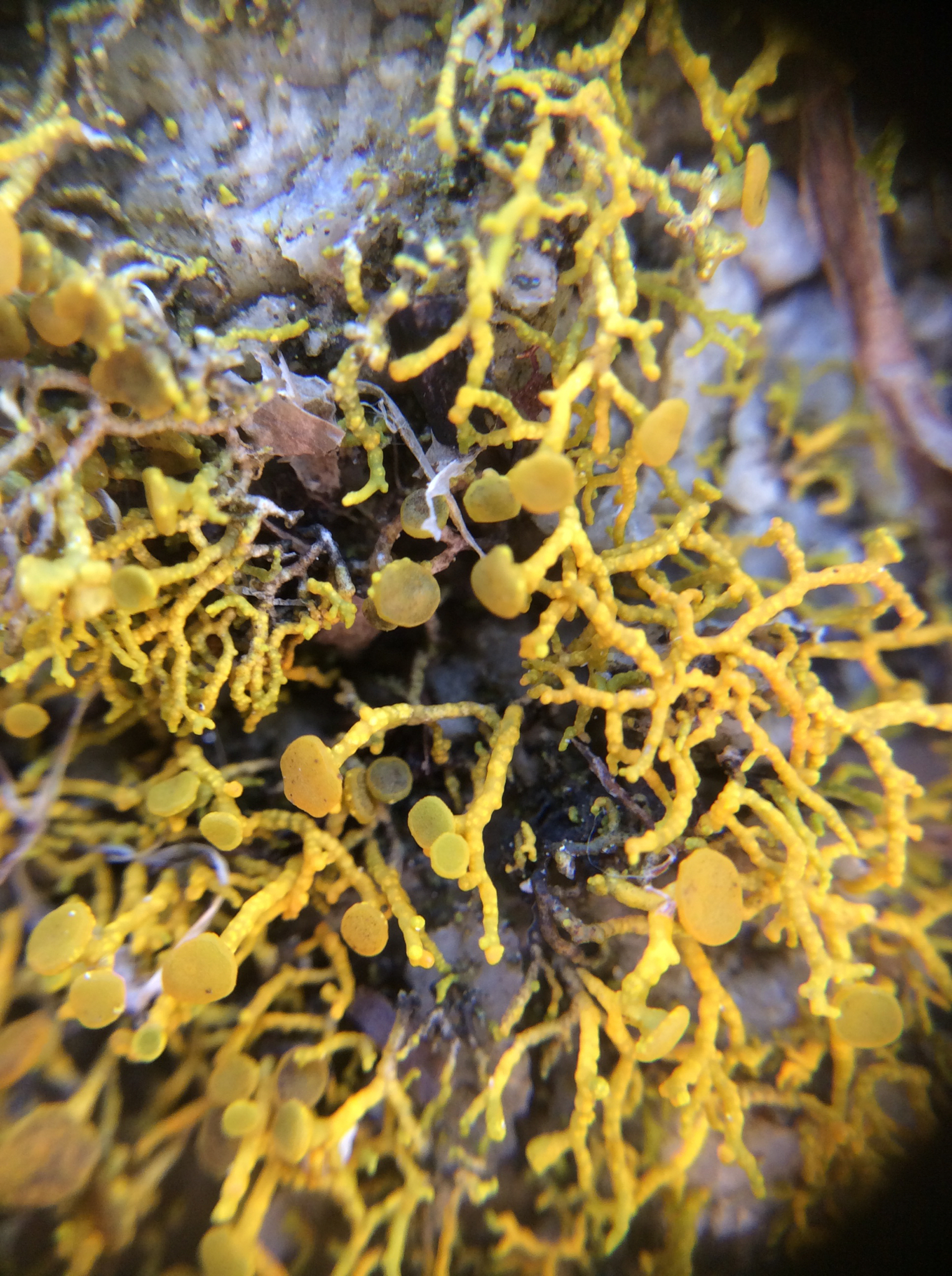 Polycauliona coralloides image