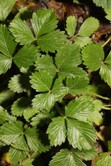 Potentilla sterilis