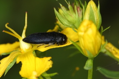 Acmaeodera quadrifasciata prunneri