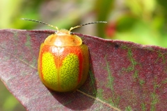 Paropsisterna pictipes