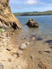 Polycauliona coralloides