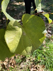Cercis siliquastrum
