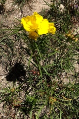 Calylophus
