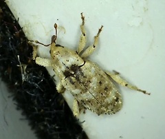 Mitrastethus baridioides