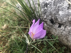 Crocus thomasii