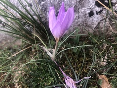 Crocus thomasii