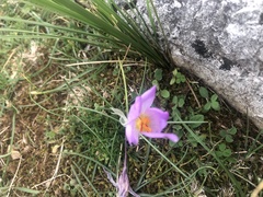 Crocus thomasii