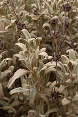 Phlomis italica
