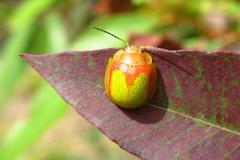 Paropsisterna pictipes