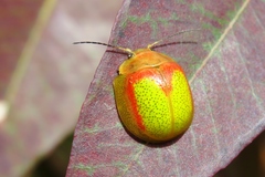 Paropsisterna pictipes