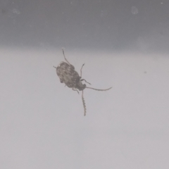 Acanthoscelides obtectus