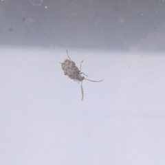 Acanthoscelides obtectus