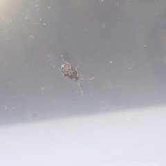 Acanthoscelides obtectus