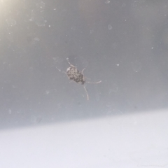 Acanthoscelides obtectus