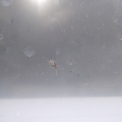 Acanthoscelides obtectus