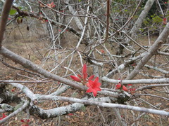 Brachychiton bidwillii