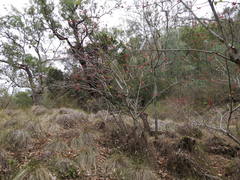 Brachychiton bidwillii