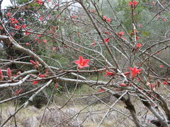 Brachychiton bidwillii