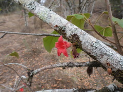 Brachychiton bidwillii