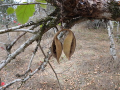 Brachychiton bidwillii