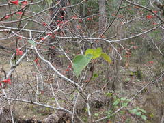 Brachychiton bidwillii