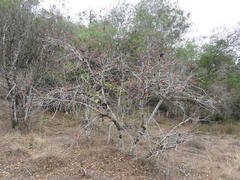 Brachychiton bidwillii