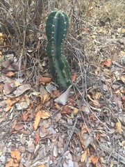 Cereus jamacaru
