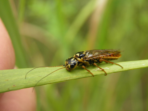 Acantholyda posticalis