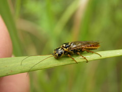 Pamphilius vafer
