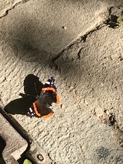 Vanessa atalanta