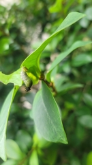Graphium agamemnon