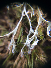 Heterodermia leucomelos